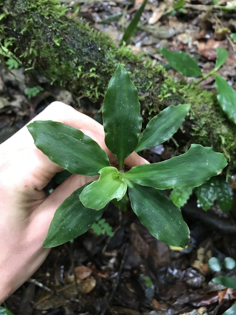 Coleotrype goudotii