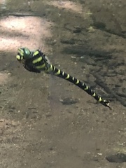 Cordulegaster boltonii