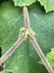 Rubus moluccanus image