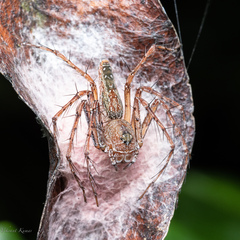 Hamadruas sikkimensis