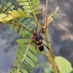 Aethecerinus latecinctus