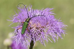 Plinthocoelium suaveolens