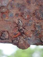 Burmattus pococki