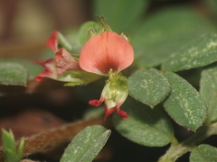 Indigofera linnaei