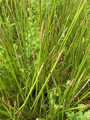 Eleocharis quadrangulata