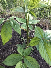 Rubus