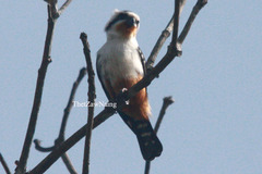 Microhierax caerulescens