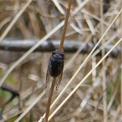 Hadoa chiricahua