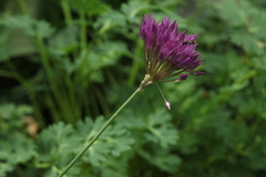 Allium barsczewskii