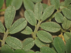 Indigofera linnaei