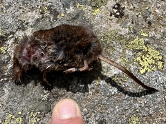 Sorex alpinus