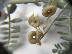 Astragalus alvordensis