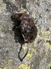 Sorex alpinus