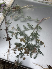 Astragalus alvordensis