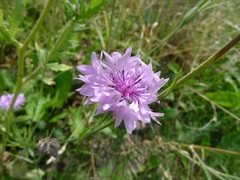 Centaurea cyanus