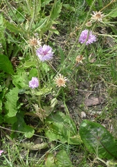 Centaurea cyanus