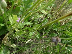 Centaurea cyanus