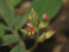 Indigofera linnaei