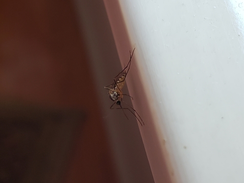 Eastern Treehole Mosquito photo 4