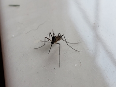 Aedes triseriatus