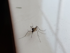 Aedes triseriatus