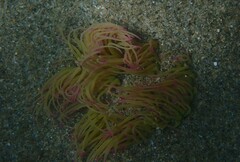 Anemonia viridis