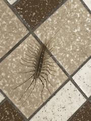 Scutigera coleoptrata