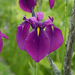 Iris ensata - Photo (c) 空猫 T. N,  זכויות יוצרים חלקיות (CC BY-NC), הועלה על ידי 空猫 T. N