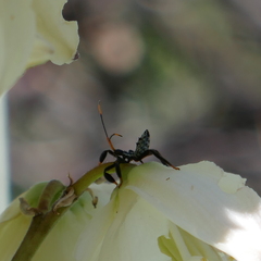 Acanthocephala thomasi