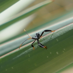 Acanthocephala thomasi