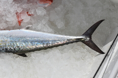 Scomberomorus cavalla