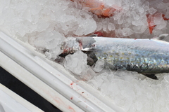 Scomberomorus cavalla