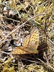 Argynnis niobe