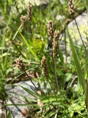 Plantago alpina