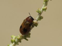 Coptocephala scopolina