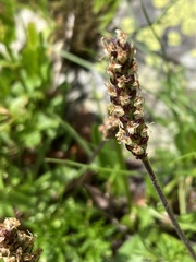 Plantago alpina