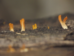 Dacrymyces spathularia