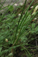 Allium barsczewskii