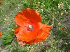 Papaver rhoeas