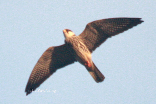 Amur Falcon