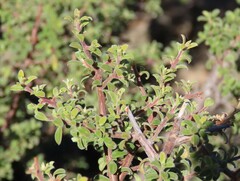 Diospyros ramulosa