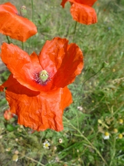 Papaver rhoeas