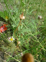 Papaver rhoeas