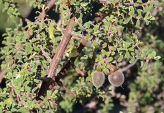 Diospyros ramulosa