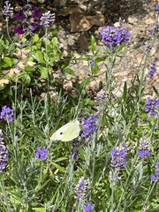 Pieris brassicae
