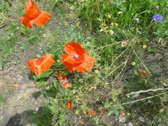Papaver rhoeas