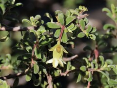 Diospyros ramulosa