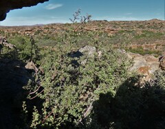 Diospyros ramulosa