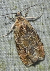 Olethreutes olivaceana