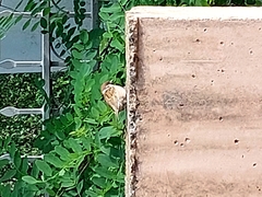 Passer montanus